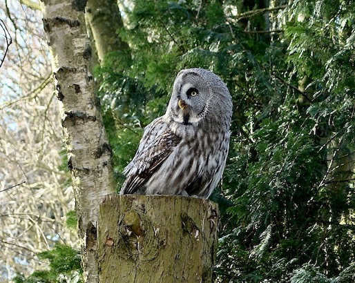 great grey owl